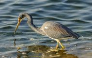 Tiere, Vögel - Ruderfüßer  Dreifarbenreiher_Egretta tricolor_Tricolored Heron 04.JPG