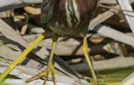 Tiere, Vögel - Ruderfüßer  Grünreiher_Butorides virescens_Green Heron 01.JPG