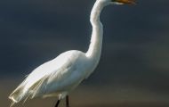 Tiere, Vögel - Ruderfüßer  Kanadareiher_Ardea herodias_Great White Heron 02.JPG