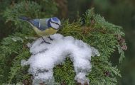 Tiere, Vögel - Sperlingsvögel  Blaumeise_Parus caeruleus_Blue Tit 02.JPG