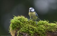 Tiere, Vögel - Sperlingsvögel  Blaumeise_Parus caeruleus_Blue Tit 07.JPG