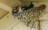 Tiere, Vögel - Sperlingsvögel  Fahlstirnschwalbe_Hirundo pyrrhonota_Cliff Swallow 02.JPG
