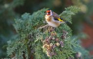 Tiere, Vögel - Sperlingsvögel  Stieglitz_Carduelis carduelis_ European Goldfinch 01.JPG