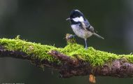 Tiere, Vögel - Sperlingsvögel  Tannenmeise_Parus ater_Coal Tit 04.JPG