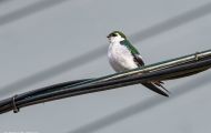 Tiere, Vögel - Sperlingsvögel  Veilchenschwalbe_Tachycineta thalassina_Violet-green Swallow 05.JPG
