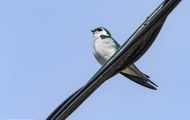 Tiere, Vögel - Sperlingsvögel  Veilchenschwalbe_Tachycineta thalassina_Violet-green Swallow 07.JPG