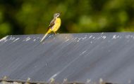 Tiere, Voegel - Sperlingsvoegel Gebirgsstelze_Motacilla cinerea_Gray Wagtail 01.JPG