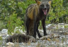 Tierwelt Alaskas - Polarfuchs.JPG