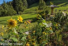 Willkommen im Bergsteigerdorf Ramsau - Im Bergkurgarten.JPG