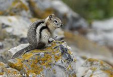 Ziesel in Nordamerika - Goldmantel-Ziesel, Glacier NP, Montana.JPG