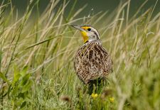 Western Meadowlark