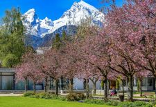 Vier Jahreszeiten im Berchtesgadenr Land - Japanische Kirschblüte im Kurgarten