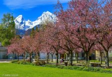 Mein Berchtesgadener Land - Wunderschön zu jeder Jahreszeit - Japanische Kirschblüte im Kurgarten, Berchtesgaden