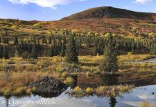 Alaska - Lockruf der Wildnis - Biberburg am Hatcher Pass.JPG