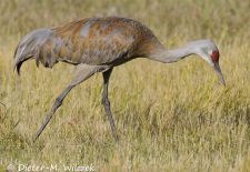 Alaskas Tierwelt - Paradies im Norden - Kanadakranich.JPG