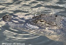 Alligatoren in Florida - Missisippi Alligator, US 41 Tamiami Trail South 3.JPG