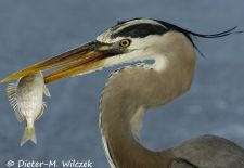 Floridas Tierwelt - Graureiher mit Fang.JPG