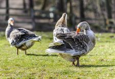 Graugänse in heimischer Umgebung - Bild 10