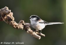 Heimische Gartenvögel - Gefiederte Freunde - Schwanzmeise.JPG
