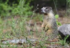 Murmeltiere in Nordamerika - Gelbbauchmurmeltier, Jasper, Alberta, Kanada 1.JPG