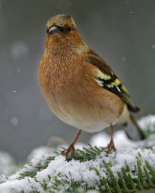 Native Birds of Britain - Chaffinch.JPG
