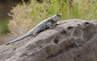 Reptilien, Echsen - Wüstenstachelleguan_Sceloporus occidentalis_Western Fence Lizzard 01.JPG