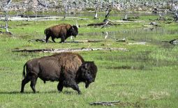 Tatonka - Der nordamerikanische Bison - Wandernde Bisons im Yellowstone Nat'l Park.JPG