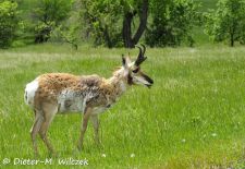 Tiere der Great Plains - Gabelbock.JPG
