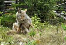 Tiere der Great Plains - Kojote.JPG