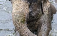 Tiere, Säugetiere - Elefanten  Asiatischer Elefant_Elephas maximus_Asian Elephant 08.JPG