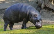 Tiere, Säugetiere - Huftiere   Flusspferd_Hippopotamus amphibius_Hippopotamus 02.JPG