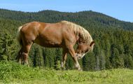Tiere, Säugetiere - Huftiere   Haflinger Pferd_Equus caballus_Pack horse 04.JPG