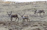 Tiere, Säugetiere - Huftiere  Rentier_Rangifer tarandus_Caribou 04.JPG