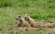 Tiere, Säugetiere - Nagetiere  Schwarzschwanz Präriehund_Cynomys ludovianus_Black-Tailed Prairie Dog 07.JPG