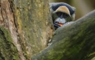 Tiere, Säugetiere - Primaten  Brazza Meerkatze_Cercopithecus neglectus_De Brazza's Monkey 04.JPG