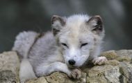 Tiere, Säugetiere - Raubtiere  Polarfuchs_Alopex lagopus_Arctic Fox 02.JPG