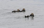 Tiere, Säugetiere - Raubtiere  Seeotter_Enhydra lutris_Sea Otter 06.JPG