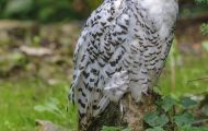 Tiere, Vögel - Eulen   Schnee-Eule_Nyctea scandiaca_Snowy Owl 02.JPG