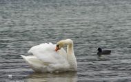 Tiere, Vögel - Gänsevögel  Höckerschwan_Cygnus olor_Mute Swan 04.JPG