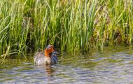 Tiere, Vögel - Gänsevögel  Nordamerikanische Krickente_Anas carolinensis_Green-Winged Teal 05.JPG