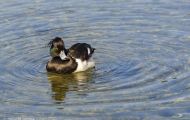 Tiere, Vögel - Gänsevögel  Reiherente_Aythya fuligula_Tufted Duck 01.JPG