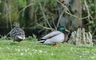 Tiere, Vögel - Gänsevögel  Stockente_Anas platyrhynchos_Mallard 06.JPG
