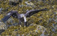 Tiere, Vögel - Greifvögel Weißkopfseeadler_Haliaeetus leucocephalus_Bald Eagle 12.JPG