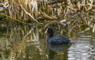 Tiere, Vögel - Kranichvögel  Blässhuhn_Fulica atra_Eurasian Coot 06.JPG