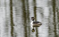 Tiere, Vögel - Lappentaucher  Haubentaucher_Podiceps cristatus_Great Crested Grebe 03.JPG
