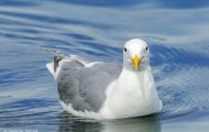 Tiere, Vögel - Regenpfeiferartige Vögel  Mormonenmöwe_Larus californicus_California Gull 05.JPG