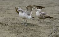 Tiere, Vögel - Regenpfeiferartige Vögel  Polarmöwe_Larus glaucoides_Iceland Gull 04.JPG
