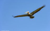 Tiere, Vögel - Ruderfüßer  Braunpelikan_Pelicanus occidentalis_Brown Pelican 03.JPG
