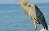 Tiere, Vögel - Ruderfüßer  Kanadareiher_Ardea herodias_Great Blue Heron 05.JPG