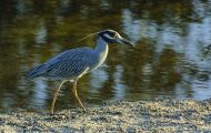 Tiere, Vögel - Ruderfüßer  Krabbenreiher_Nyctanassa violacea_Yellow-Crowned Night Heron 01.JPG